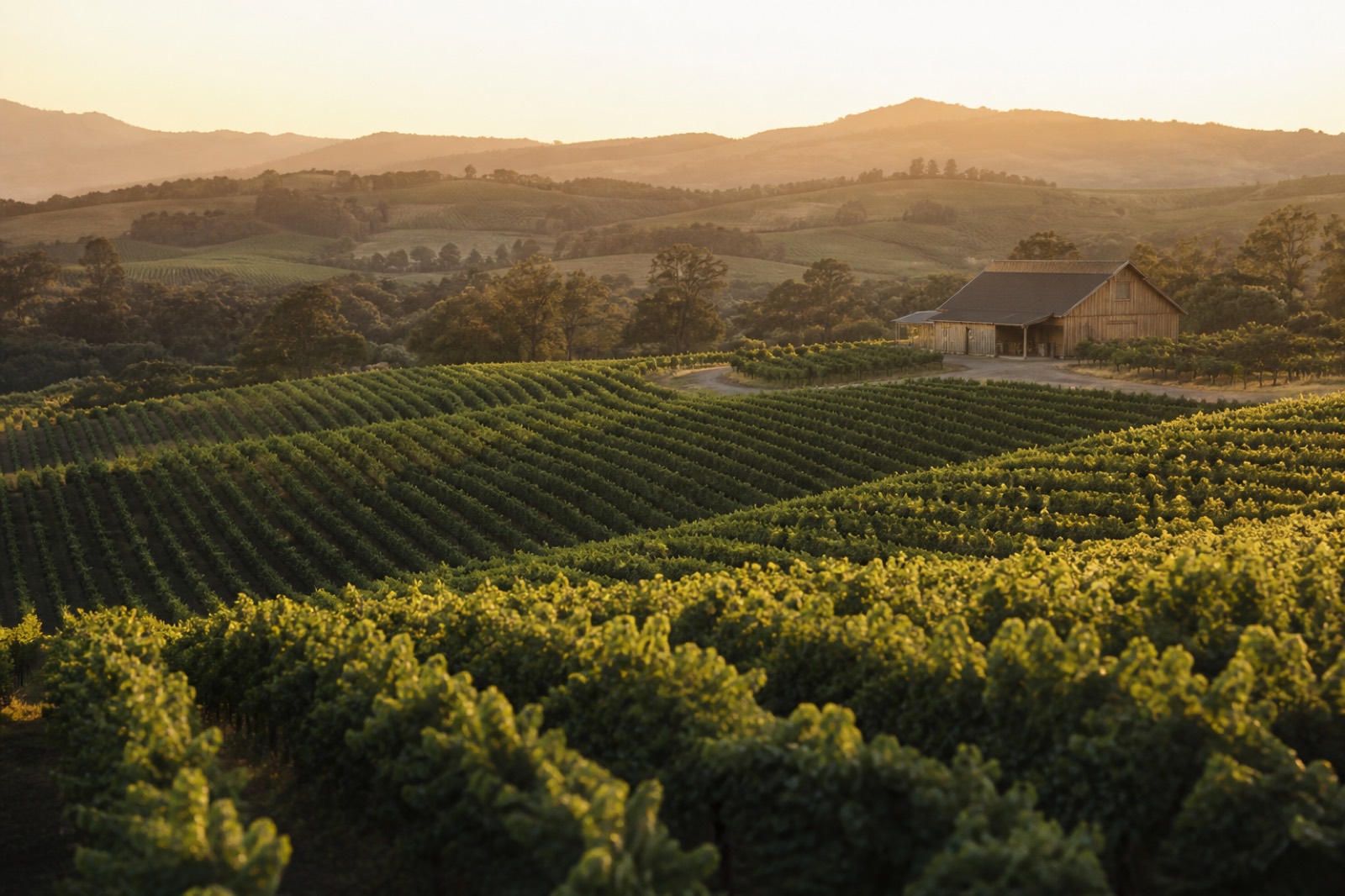 Vineyard rows and winery building, the asset buyers weigh when you sell a winery